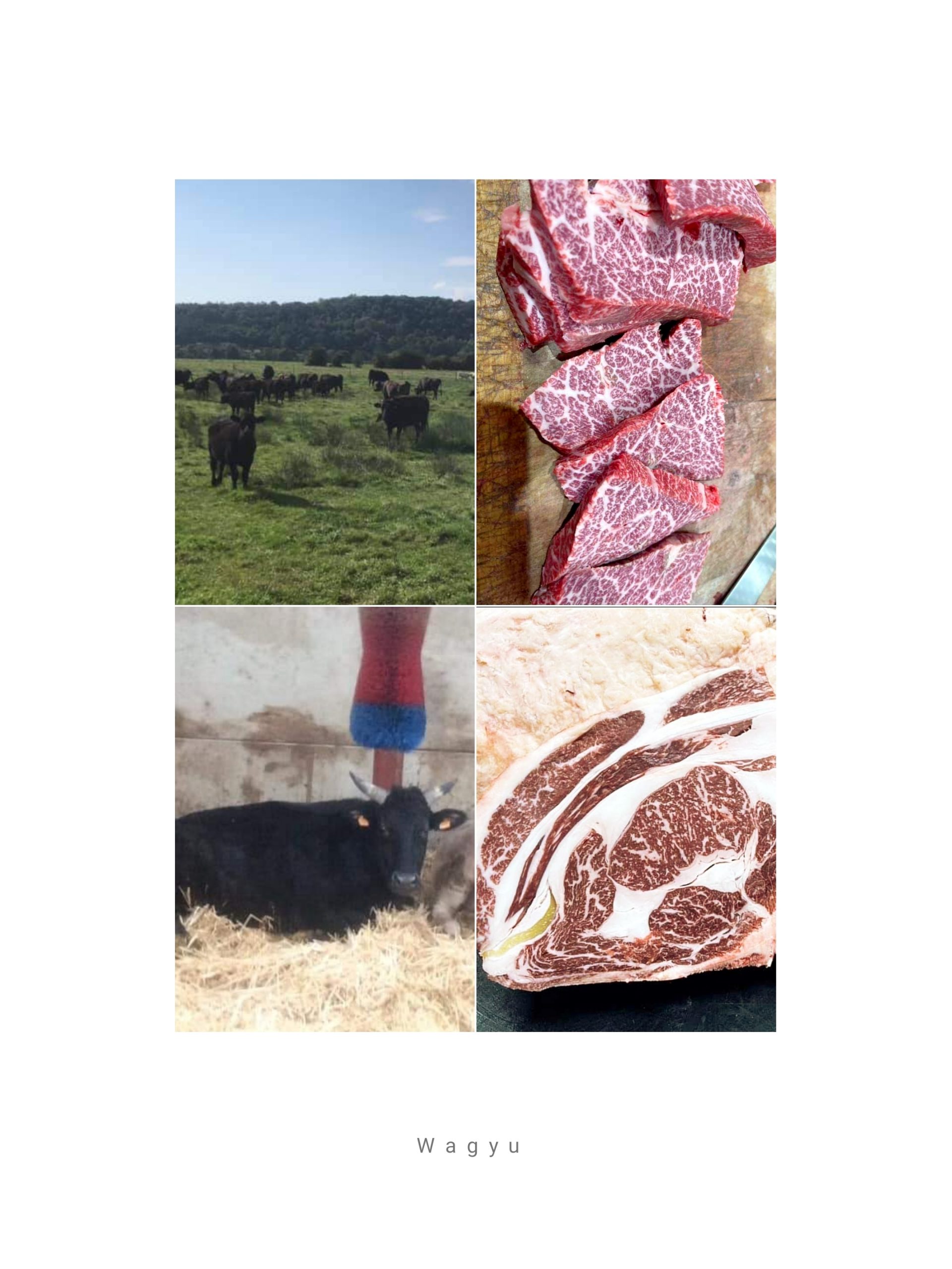 WAGYU